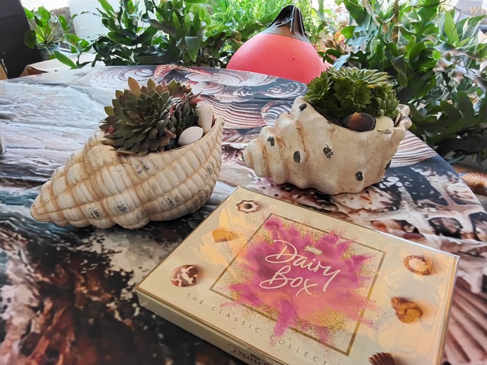 Seashell succulent planter