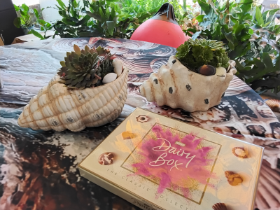 Seashell succulent planter - A seashell planter with a succulent plant alongside a box of chocolates